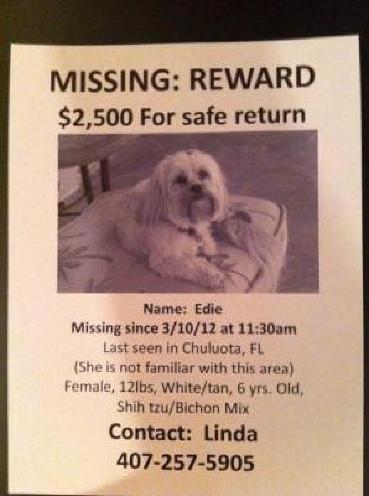 Reunited Female Dog (white/tan, Shih tzu/Bichon mix)