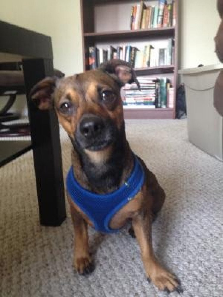 Reunited Male Dog (Brindle, Dachshund Mix???)