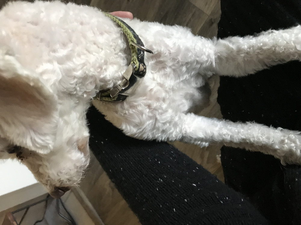 Reunited Male Dog (White, Poodle)