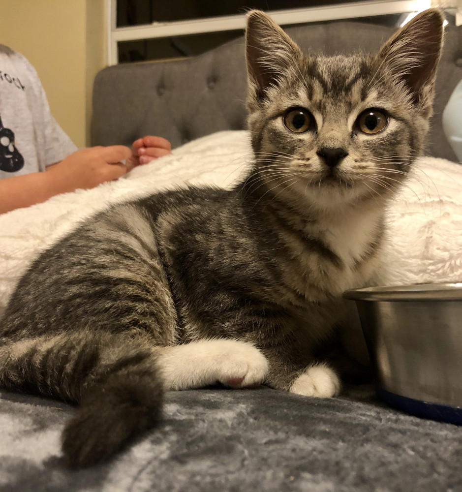 Reunited Female Cat (Grey, Kitten)
