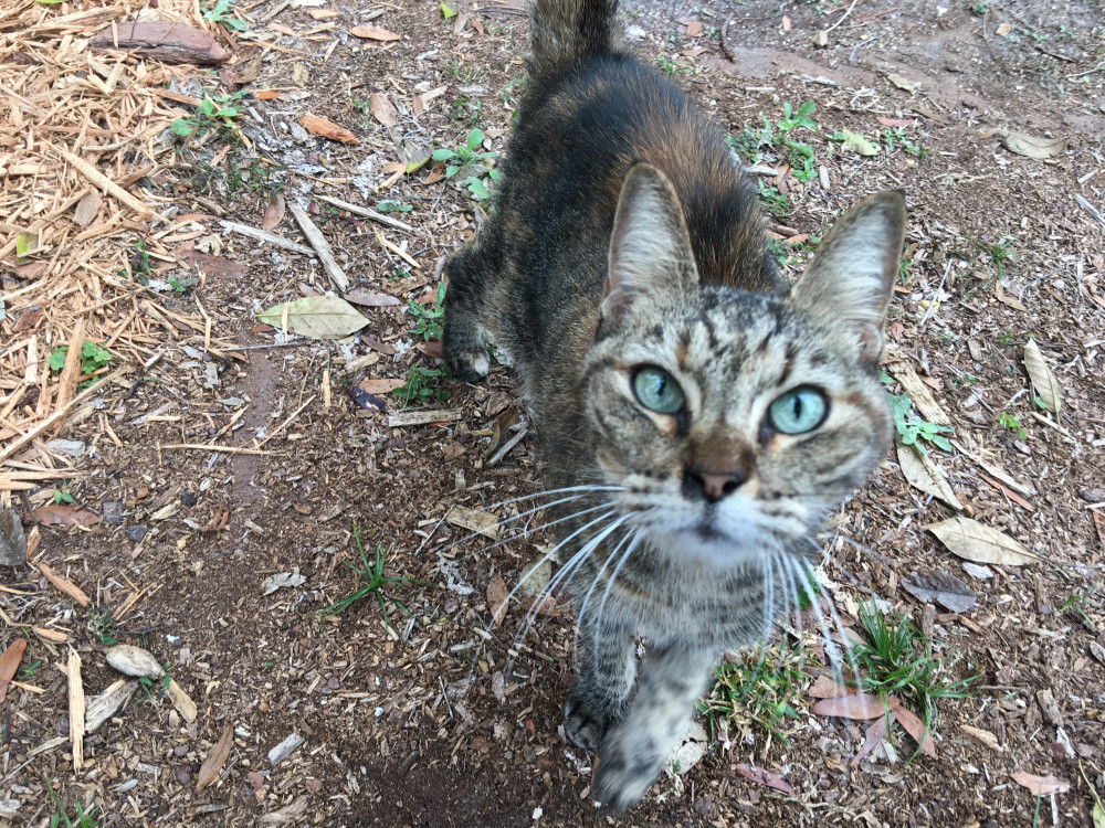 Found Female Cat (gray with blue eyes, Tabby) | Winter Park Lost Pets