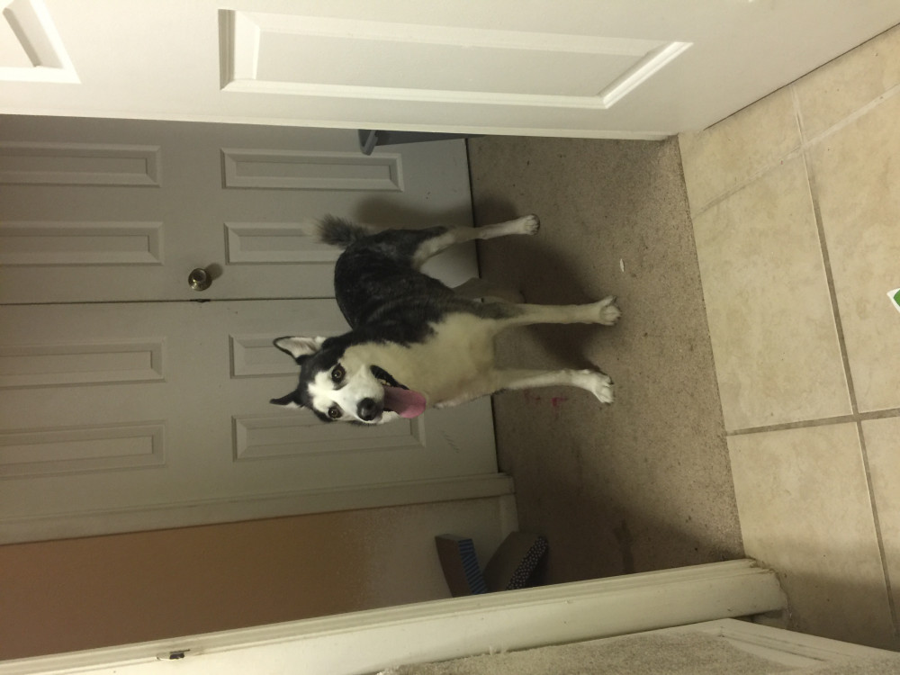 Reunited Female Dog (White/Brown, Huskey)