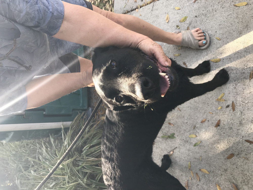 Reunited Male Dog (Black, Labrador)