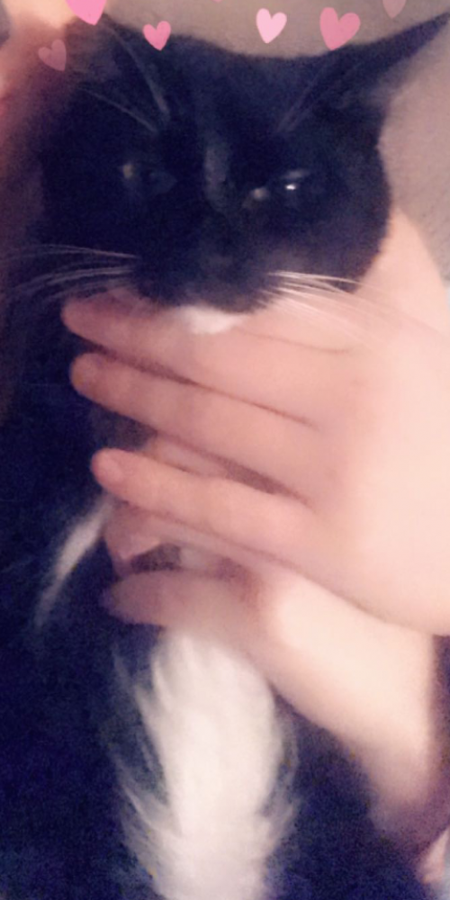 Reunited Male Cat (Black/White, Short Hair)