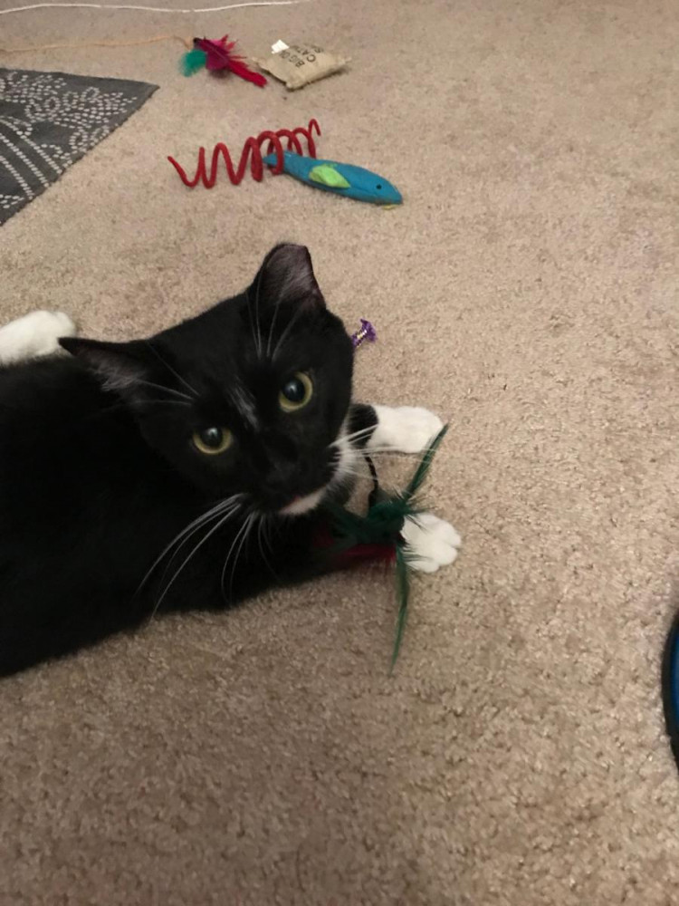 Reunited Male Cat (Black/White, Short Hair)