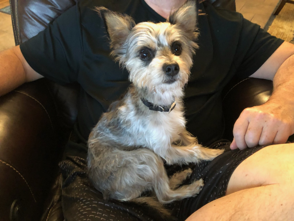 Reunited Male Dog (Grey/black/white, Schnauzer/yorkie mix)