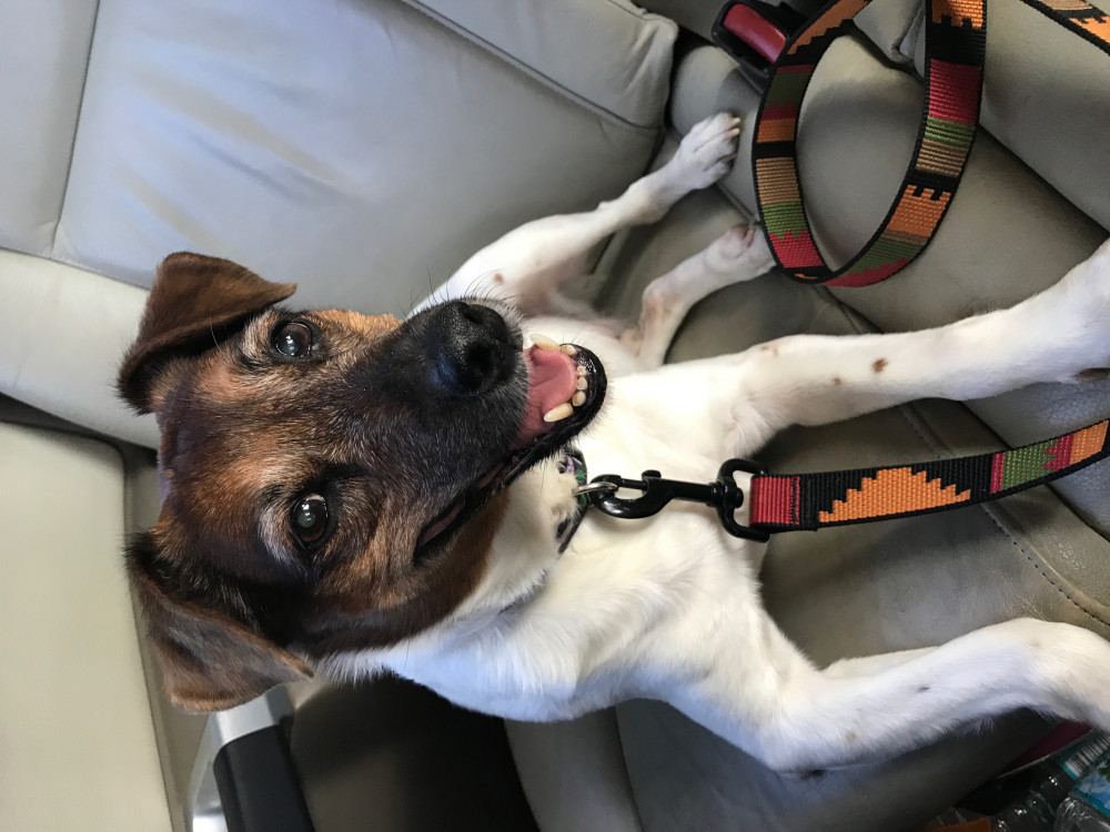 Reunited Male Dog (Tri -Color, Jack Russell)