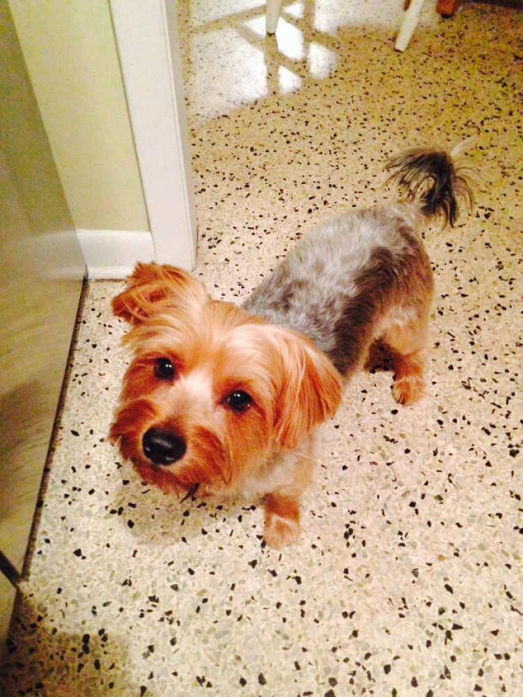 Reunited Male Dog (Black and Tan, Yorkie)