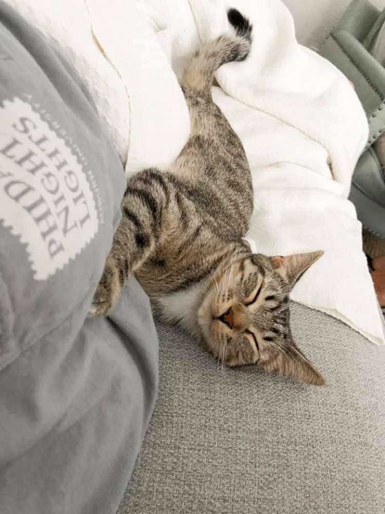 Reunited Female Cat (Grey/Brown, Domestic Shorthair Tabby)