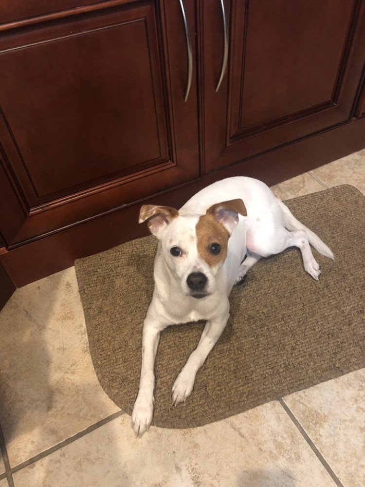 Reunited Female Dog (brown and white, Jack Russell Terrier)