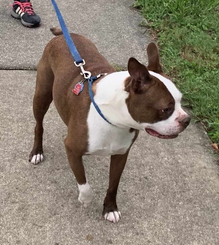 Lost Male Dog (Brown and white, Boston terrier)