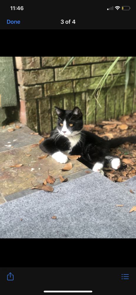 Reunited Male Cat (Black and white, Mix)