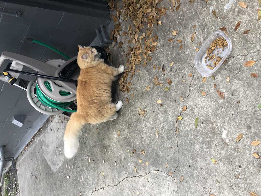 Reunited Male Cat (Orange and white, Maine Coon)