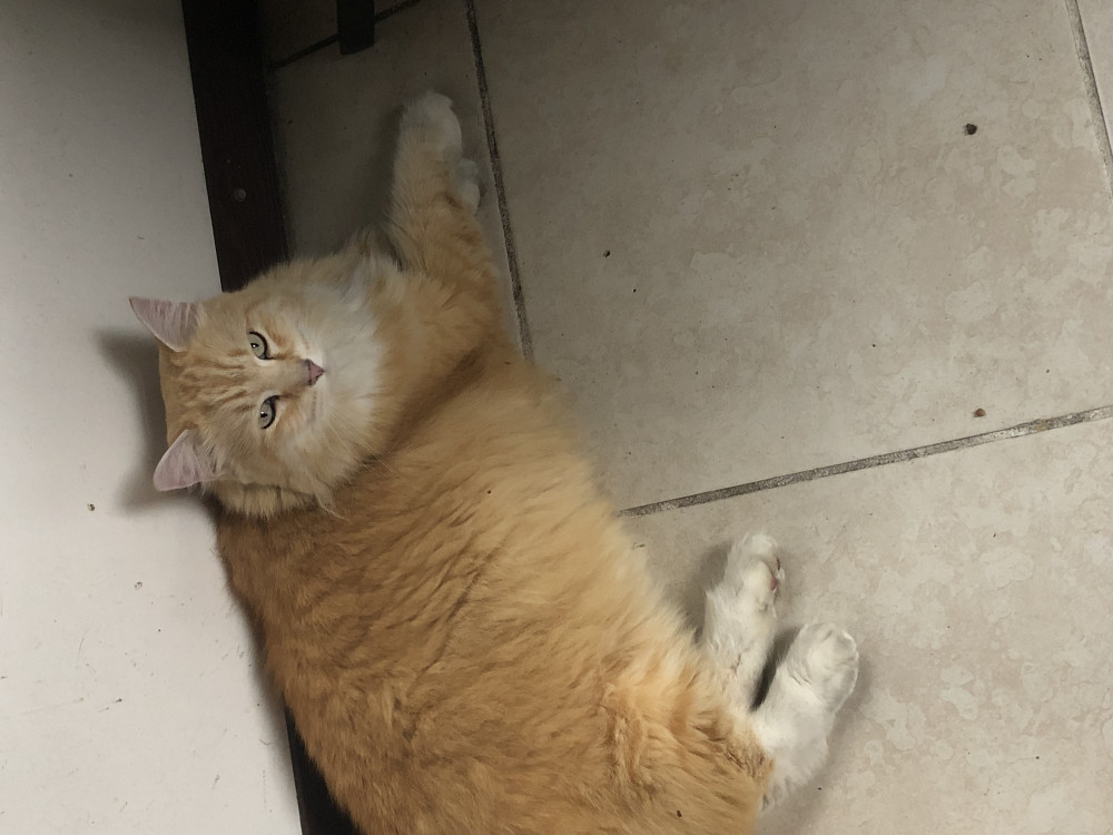 Reunited Male Cat (Orange and white, Maine Coon)