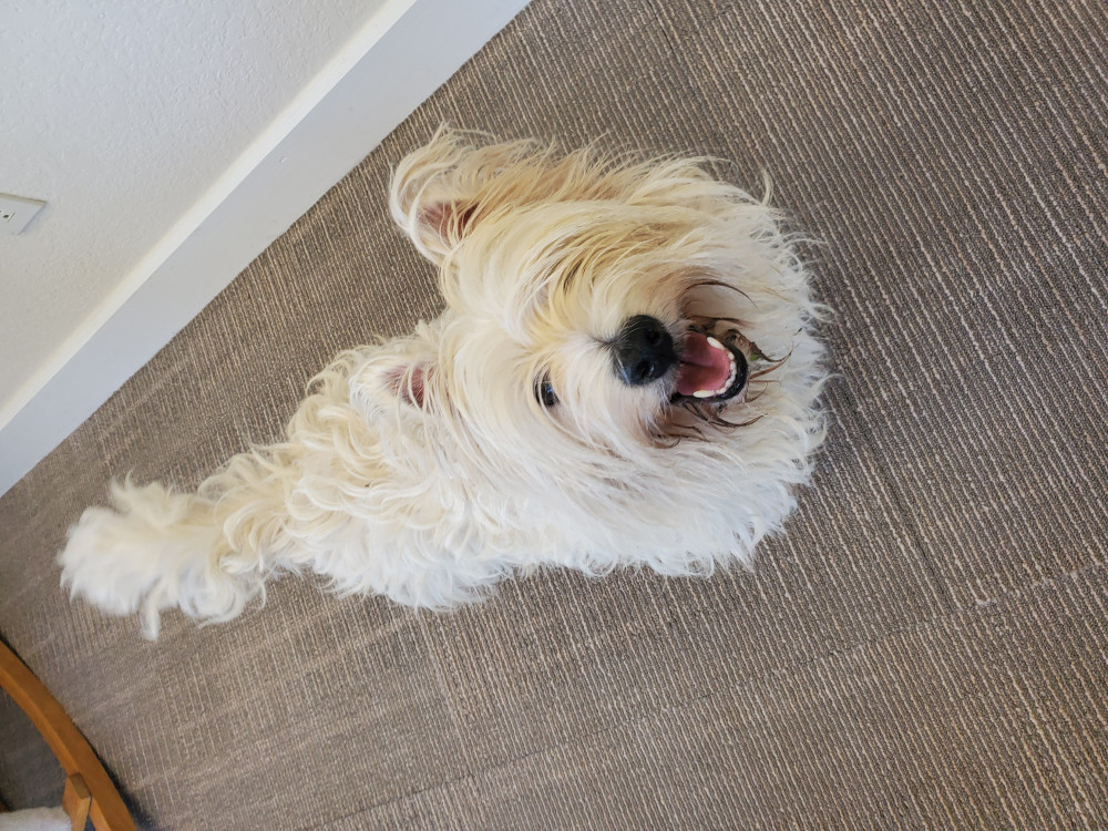 Reunited Male Dog (White, Westie Terriee)