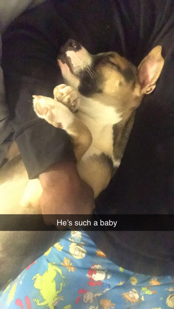 Reunited Male Dog (Black, brown, white, Mixed breed)