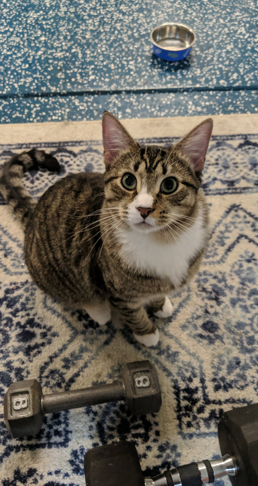 Reunited Male Cat (Grey + black, white nose and paws., Grey Tabby)