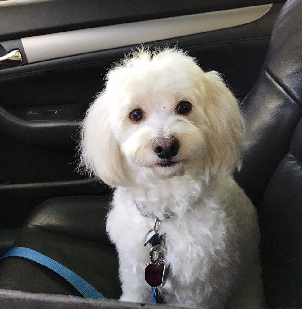 Reunited Male Dog (White, Multipoo mix)