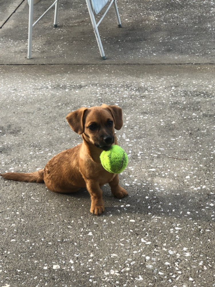Reunited Female Dog (Brown/tan, Chihuahua)