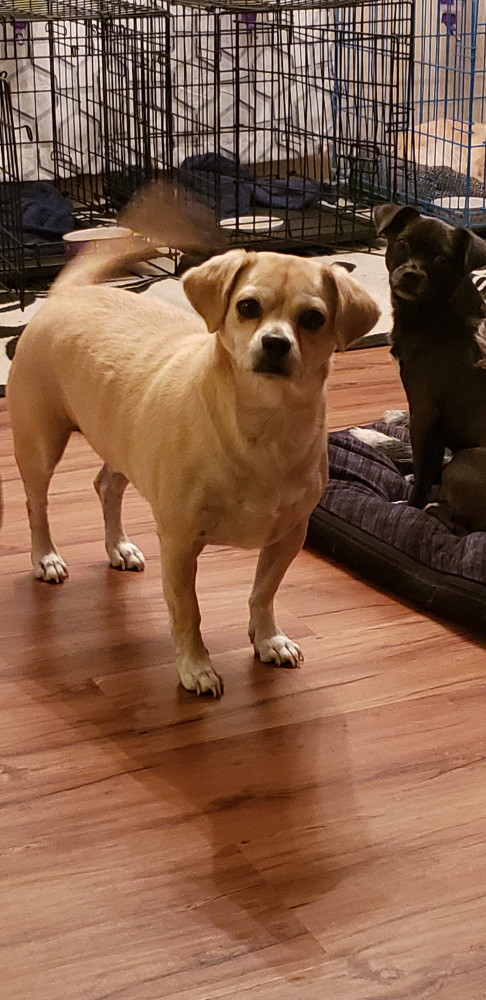 Reunited Male Dog (Tan, Pekingese/Chi Mix)