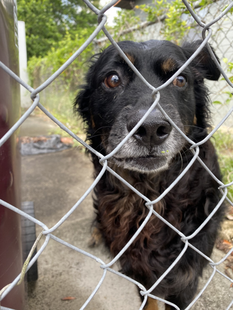 Reunited Male Dog (Black and brown, Mix)