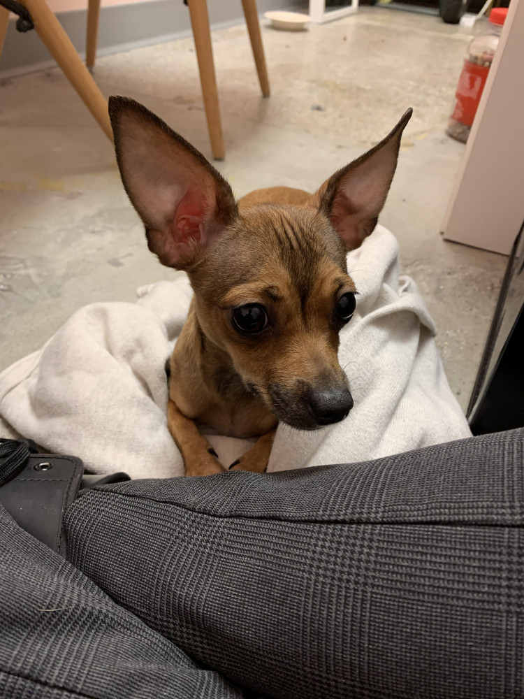 Reunited Female Dog (Brown, Chihuahua)