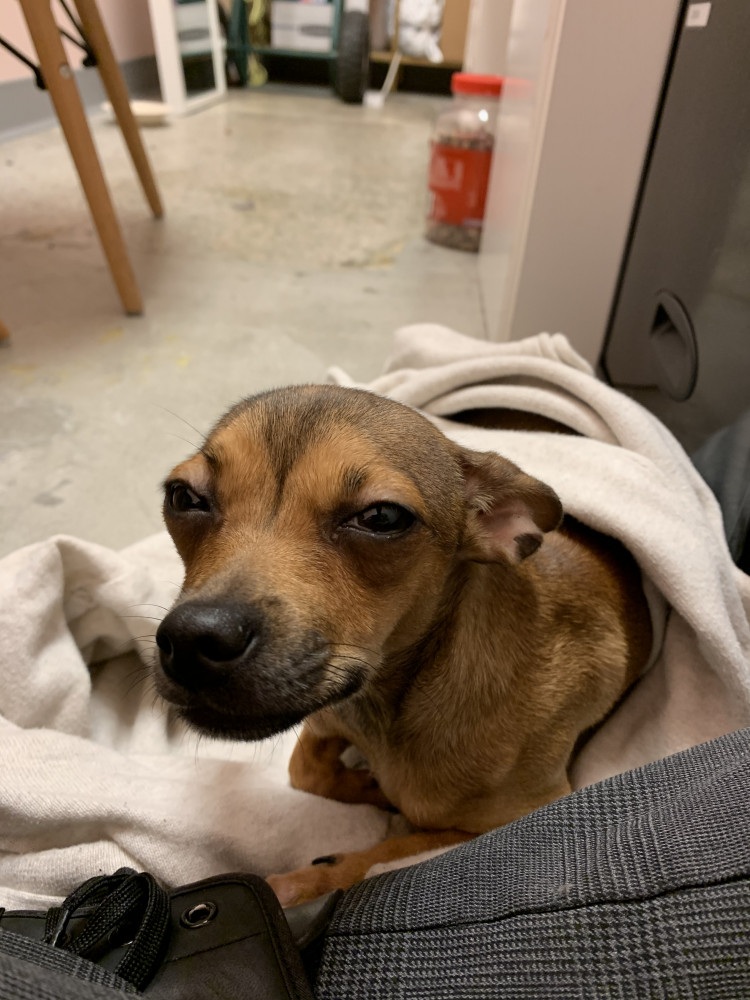 Reunited Female Dog (Brown, Chihuahua)