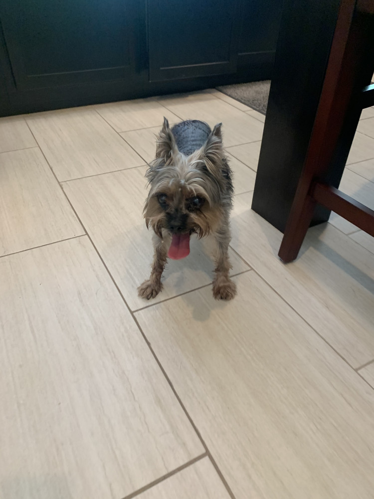 Reunited Female Dog (Grey/tan, Yorkie)