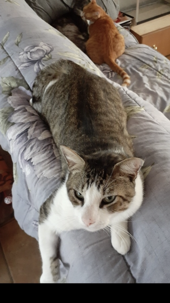 Reunited Male Cat (White face, neck, chest and legs with grey stripes on back and majority of rest of body., Tabby)