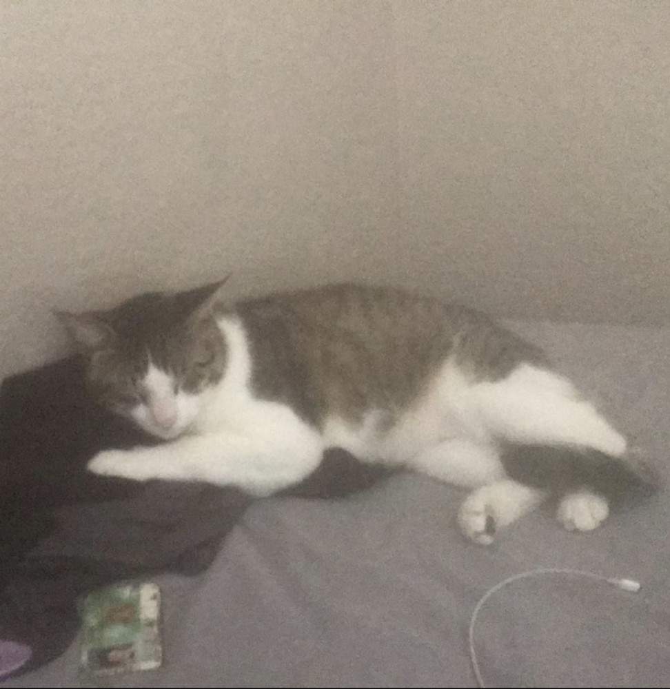 Reunited Male Cat (White face, neck, chest and legs with grey stripes on back and majority of rest of body., Tabby)