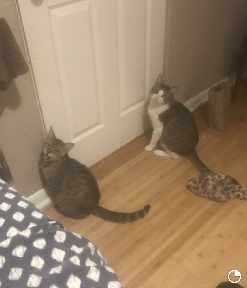 Reunited Male Cat (White face, neck, chest and legs with grey stripes on back and majority of rest of body., Tabby)