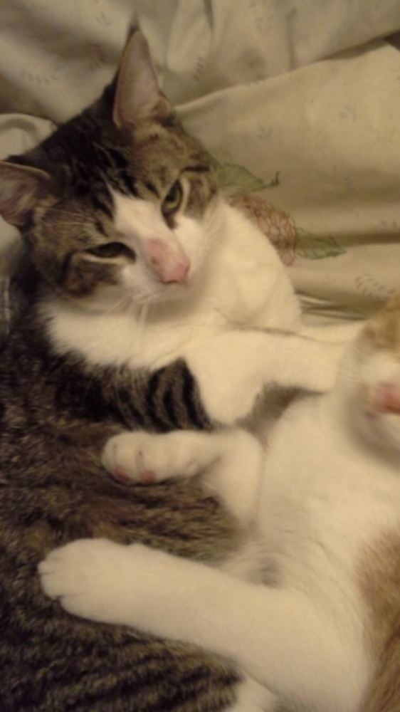 Reunited Male Cat (White face, neck, chest and legs with grey stripes on back and majority of rest of body., Tabby)
