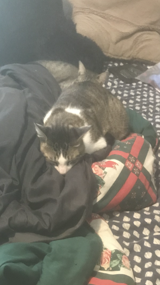 Reunited Male Cat (White face, neck, chest and legs with grey stripes on back and majority of rest of body., Tabby)