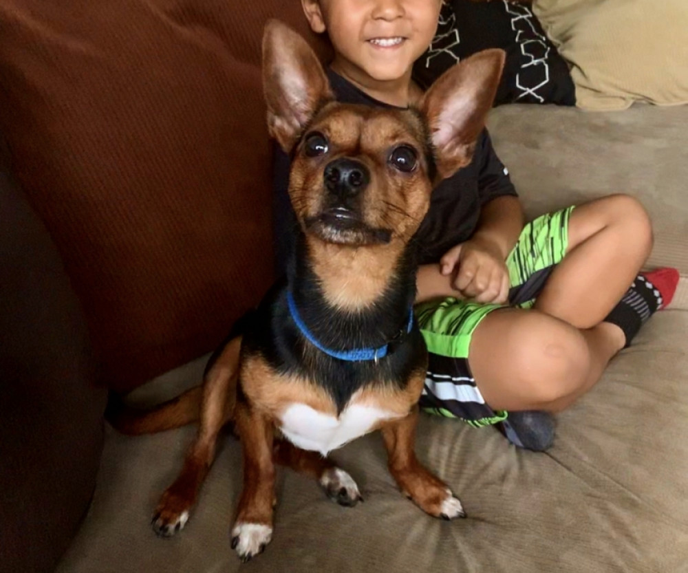 Reunited Male Dog (Brown/Black/white, Mixed)