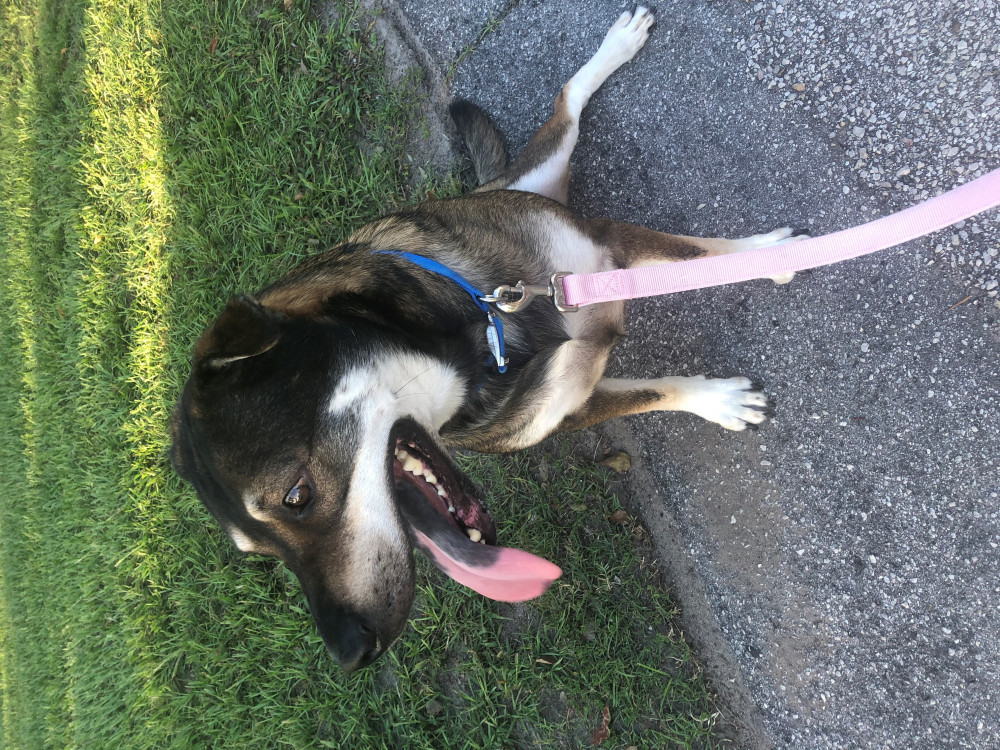 Reunited Male Dog (Brown/Black, N/A)