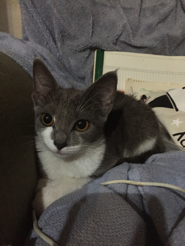 Reunited Female Cat (Grey and white, Shorthair)