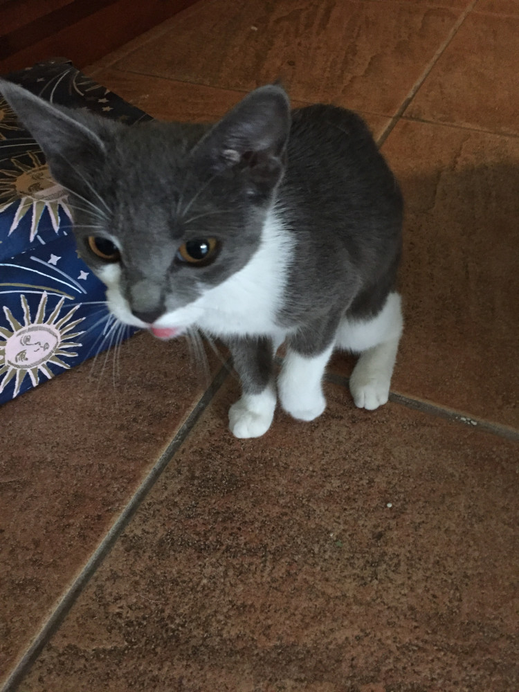Reunited Female Cat (Grey and white, Shorthair)