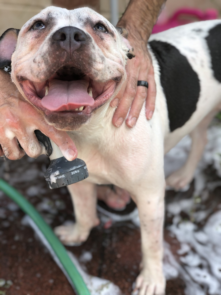 Reunited Female Dog (White with black spots, Mixed)