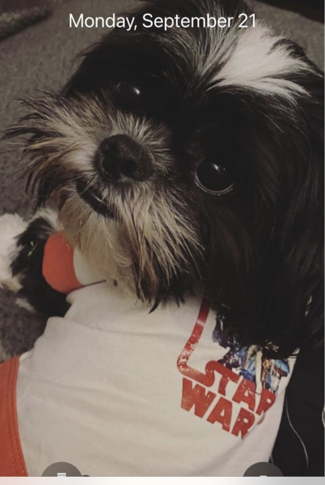 Reunited Female Dog (Black and white, Shihtzu)