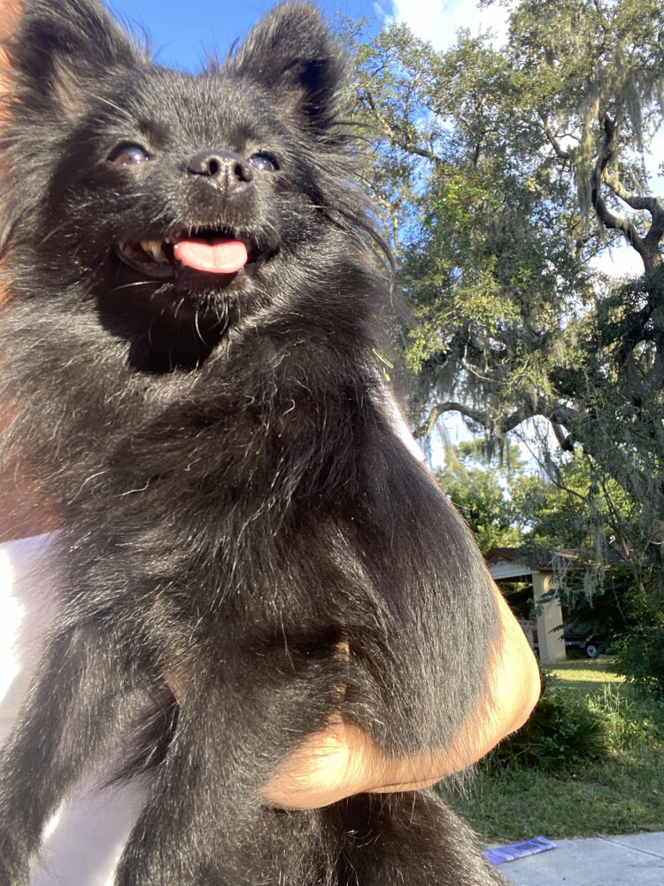 Reunited Female Dog (Black, Pomeranian/Chihuahua)