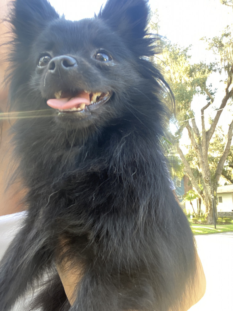 Reunited Female Dog (Black, Pomeranian/Chihuahua)