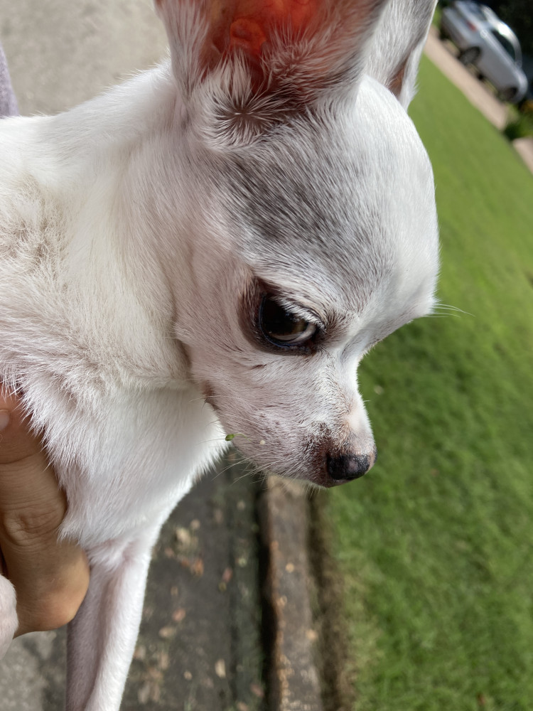Reunited Male Dog (White, Chihuahua)