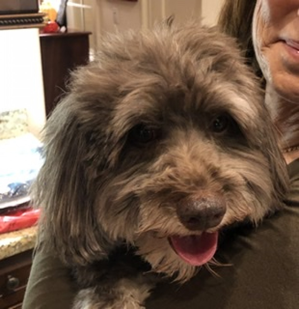 Reunited Female Dog (Brown/grey, Small poodle  sachems mix maybe)