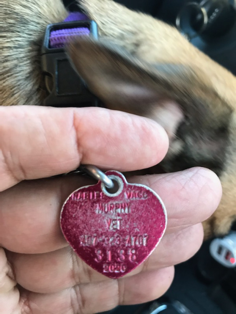 Reunited Male Dog (Brown, Chihuahua)