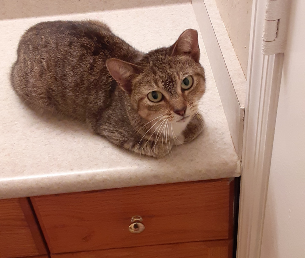 Found Female Cat (Grey/tan, Cat) | Winter Park Lost Pets