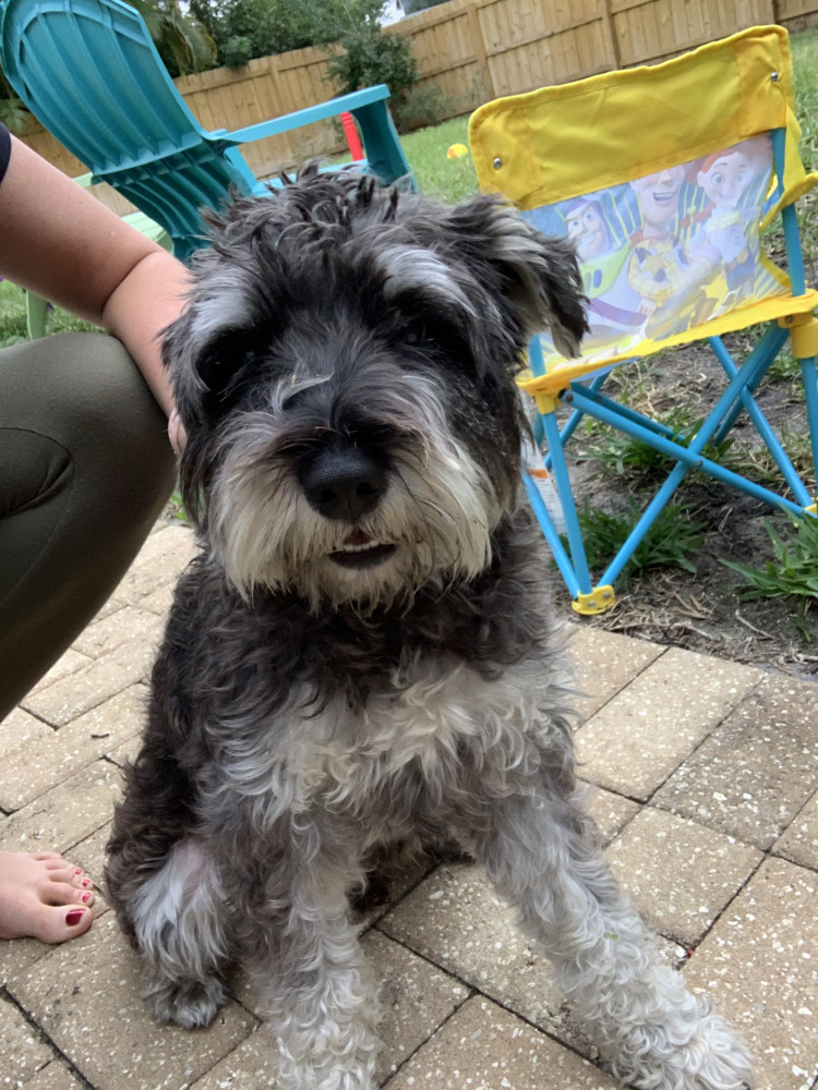 Reunited Male Dog (Black, Schnauzer)