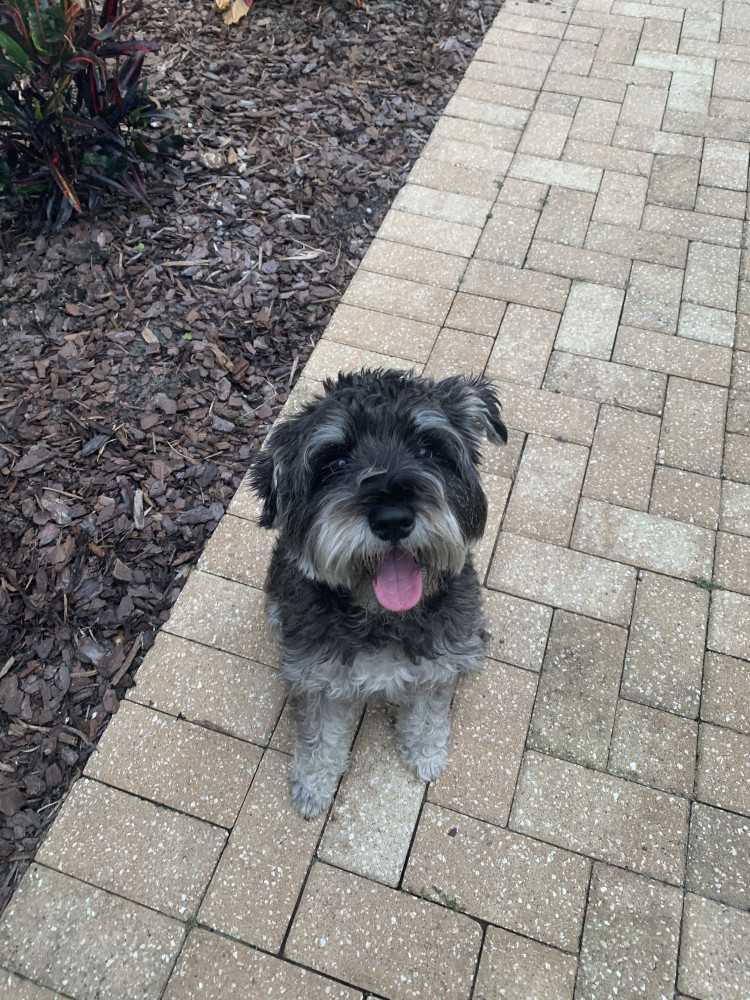 Reunited Male Dog (Black, Schnauzer)