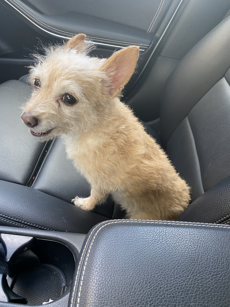 Reunited Female Dog (Tan, Chihuahua)