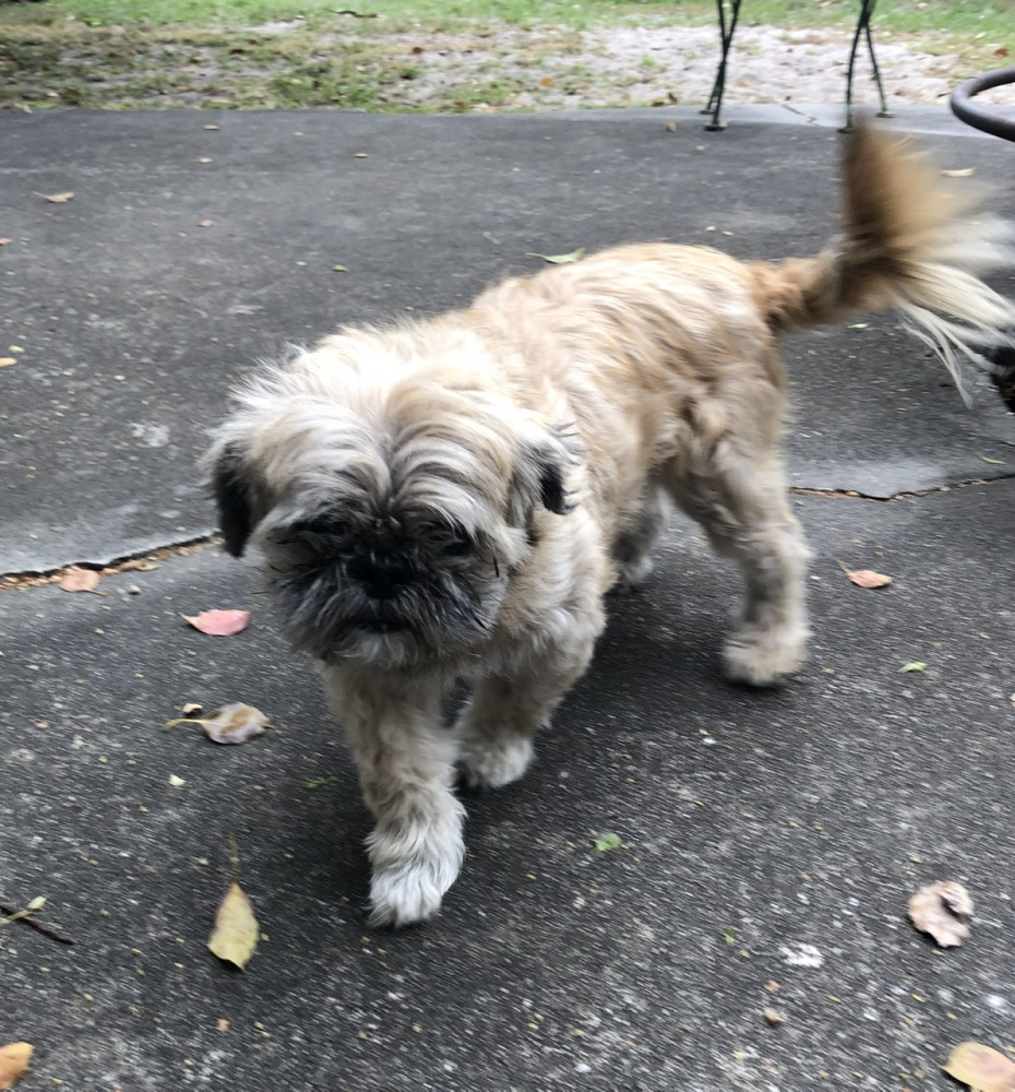 Reunited Male Dog (Tan, Shih Tzu)