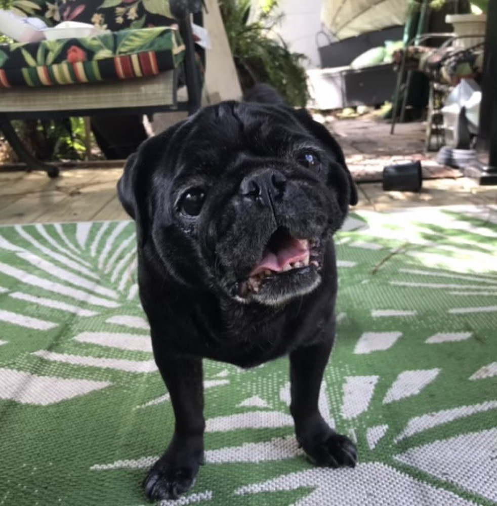 Reunited Female Dog (Black, Pug)